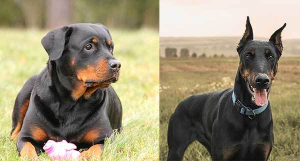 rottweiler vs doberman complete comparison