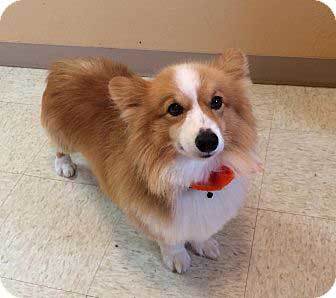 Corgi Sheltie Mix guide