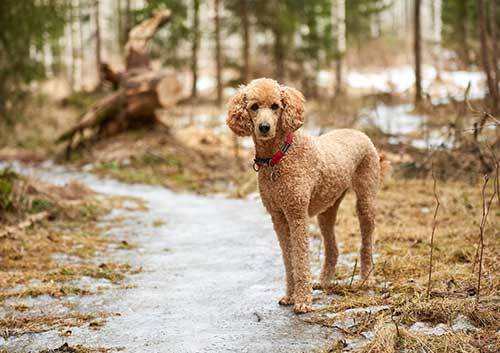 standard poodle origin