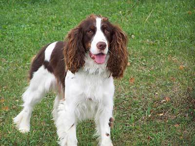 training a springer spaniel puppy