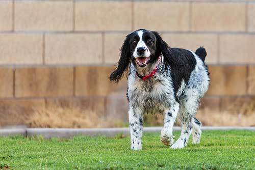 springer spaniel training methods