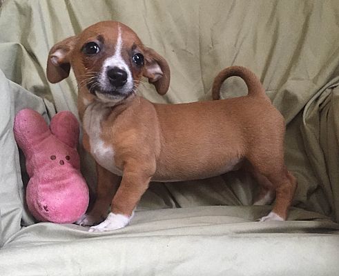 chihuahua and weiner dog mix