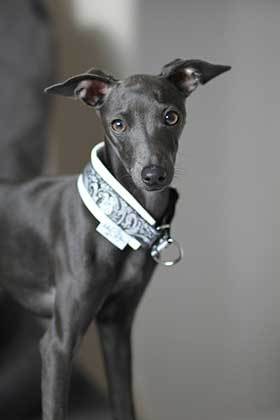 Italian Greyhound Origin