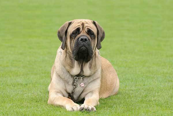 Mastiff dog origin