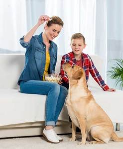 Can Dogs Eat Popcorn? Is Popcorn Bad or Good for Dogs?