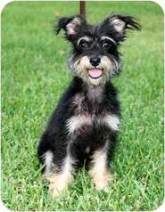 Your Complete Guide to the Chihuahua Poodle Mix (Chipoo)