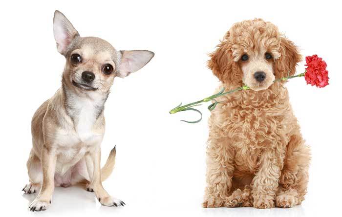 How long does a poodle chihuahua mix live