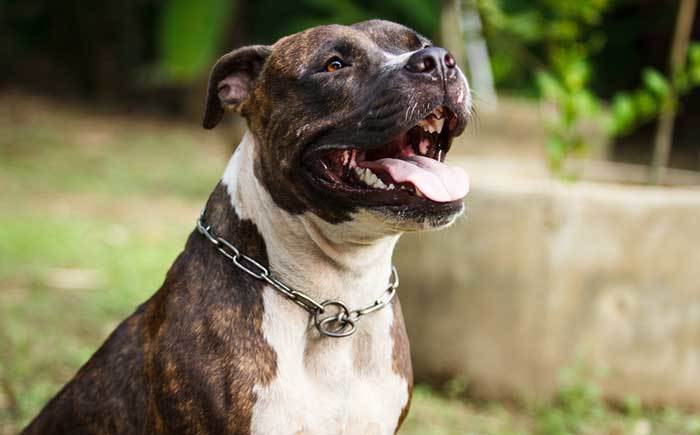 gator mouth pitbull