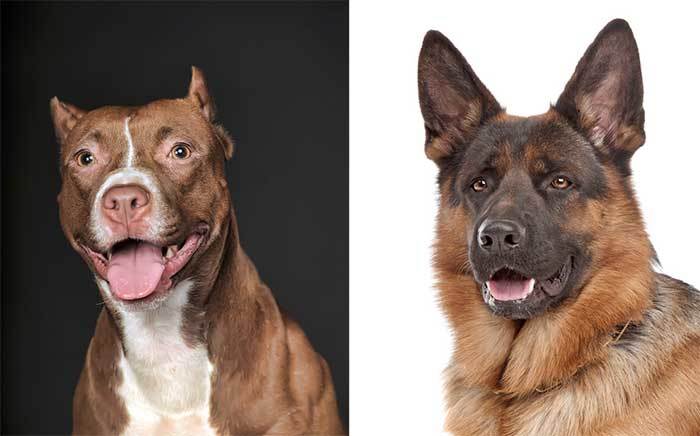 a pitbull mixed with a german shepherd