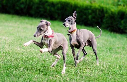 italian whippet dog