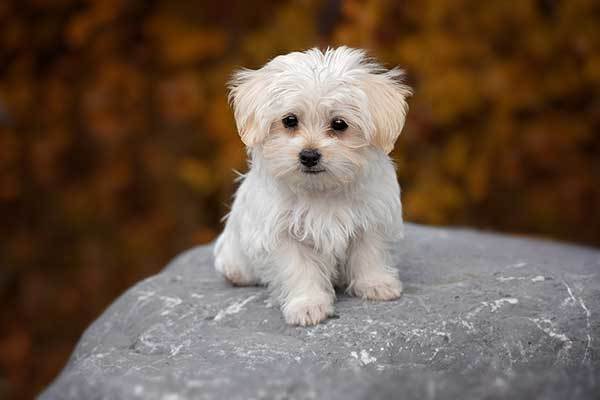 Maltese dog origin