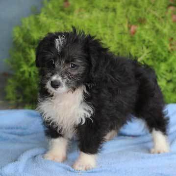 corgi toy poodle mix puppy