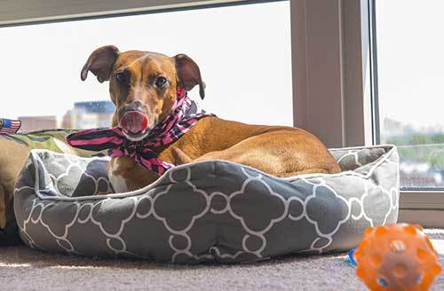 picture of whippet dog in bed