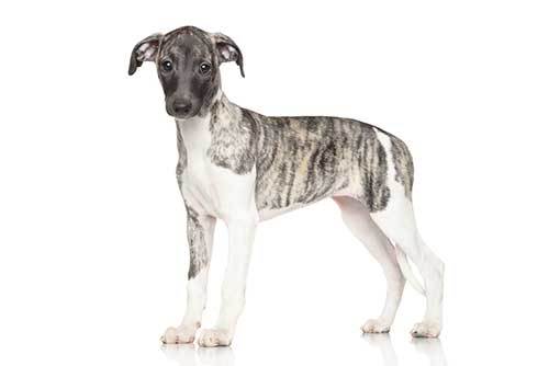 picture of whippet puppy