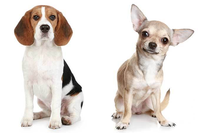 Cheagle The Beagle Chihuahua Mix