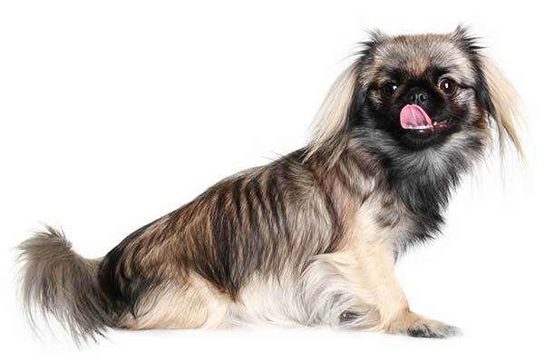 Pekingese history