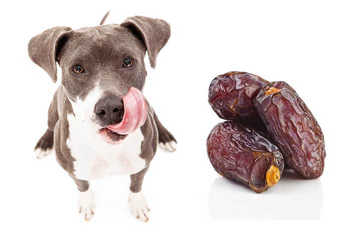 Are dates toxic for dogs?