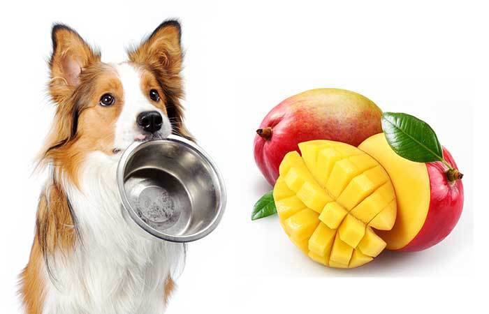 mango for dogs