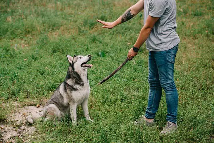 dog trainer and husky dog