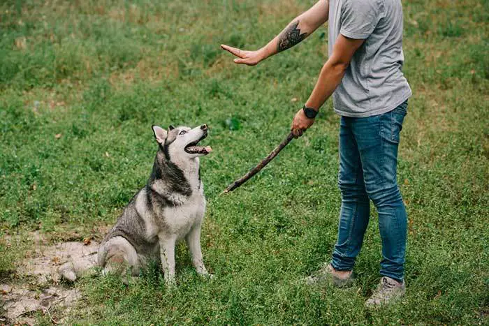 13 Common Dog Training Mistakes You Ought to Avoid