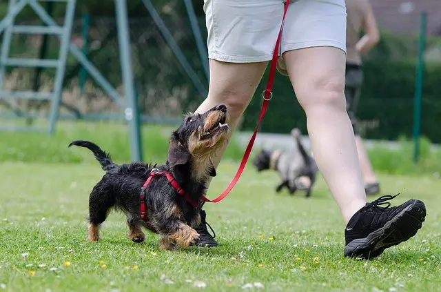 potty training a dachshund puppy