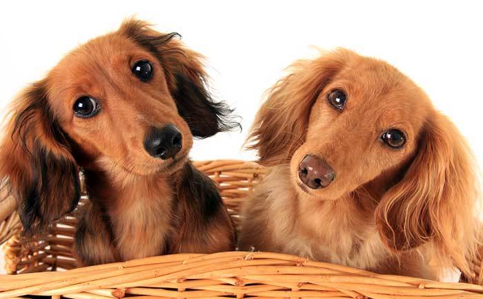 dachshund training tips