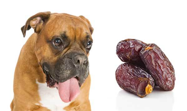 can dogs eat dates safely