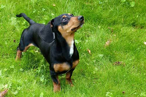 training a dachshund