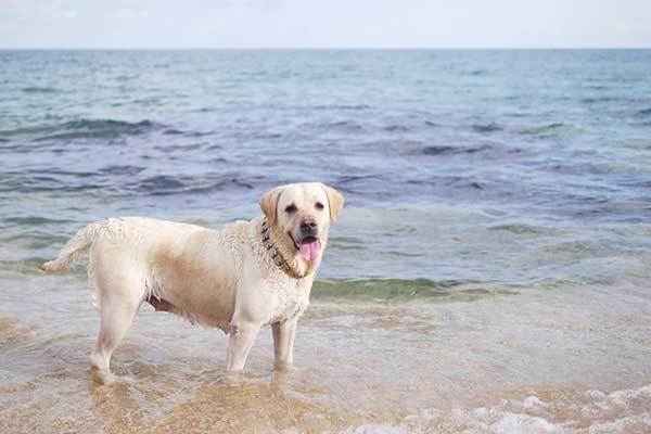 Lab dog at beach