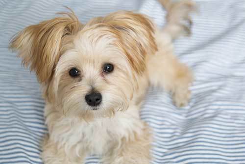 maltese yorkie mix