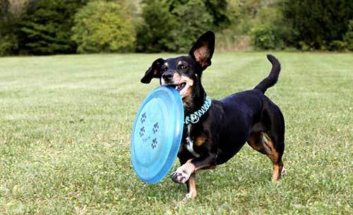 dachshund puppy playing