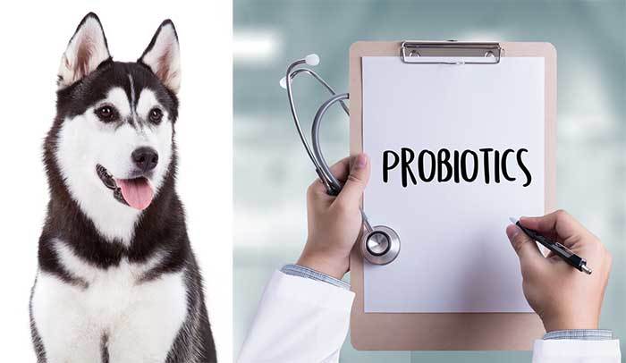 Probiotics for Dogs – How Do They Work And Which Are The Best?