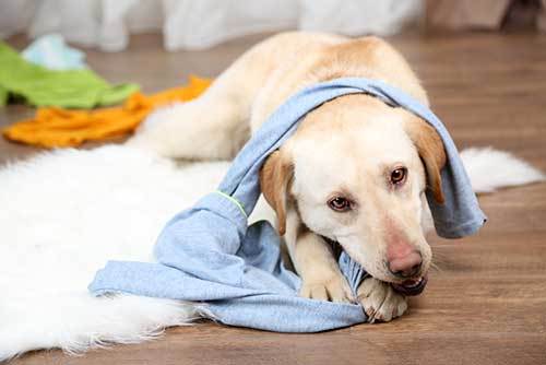 puppy proofing your house guide