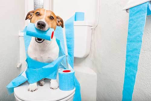 how to puppy proof your bathroom