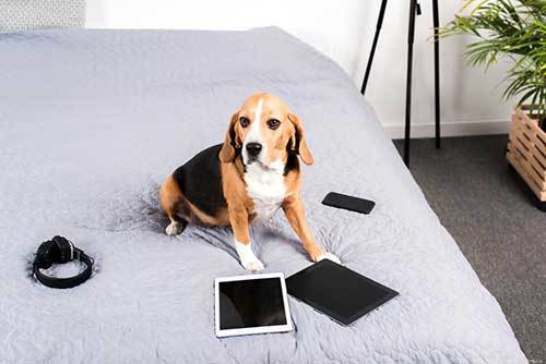 how to puppy proof your bedroom
