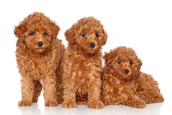 poodle dog origin