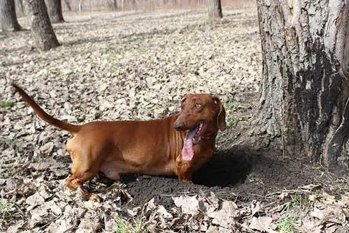 training dachshund not to dig