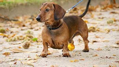 Dachshund Training: 10 Useful Tips To Properly Train A Dachshund Puppy