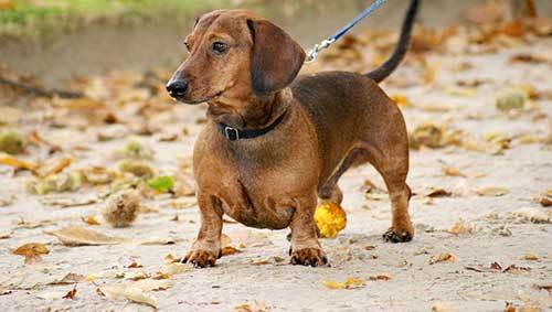 train your dachshund not to bark