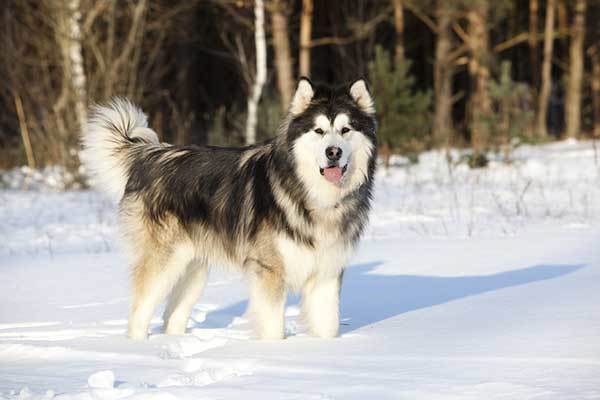 Alaskan Malamute Origin