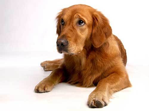 the grooming requirements of golden retriever dog
