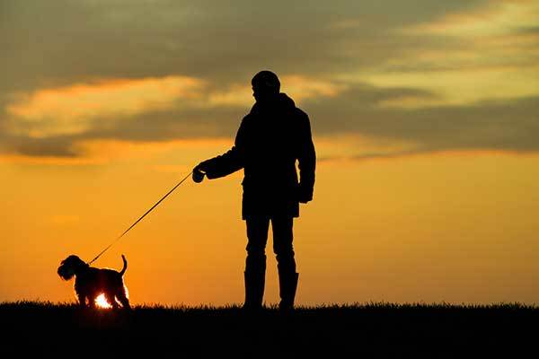 Keep your dog safe on evening walks