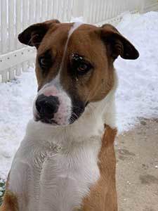 German Shepherd Boxer Hybrid