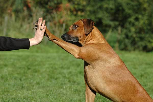 how to build confidence in your dog