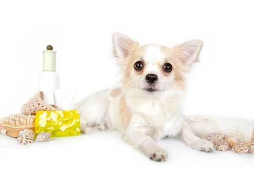 diffusing essential oils around dogs