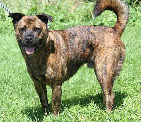 Boxer mixed with German Shepherd Dog