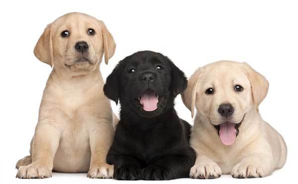 labrador retriever puppies