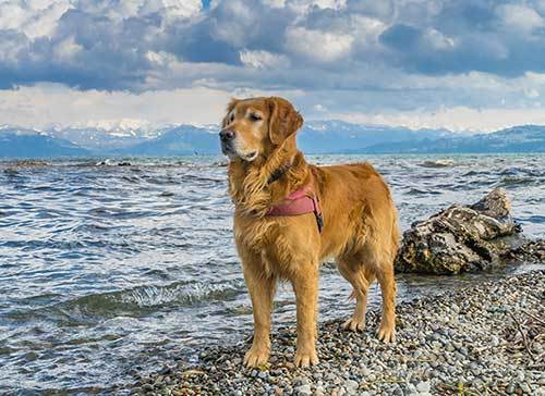 the difference between labrador and golden retriever hunting skills