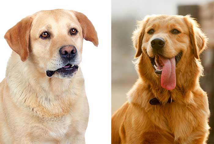 golden retriever vs Labrador Retriever