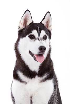 Siberian Husky Dog